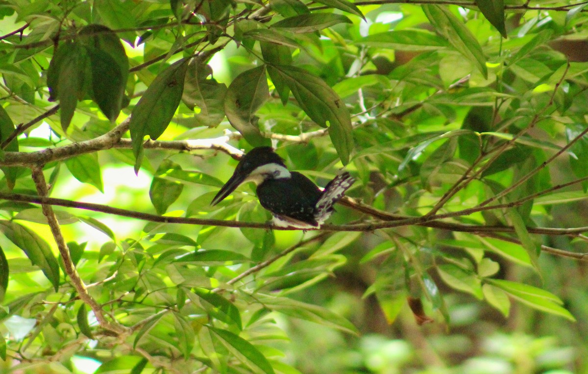 Green Kingfisher - ML644681350