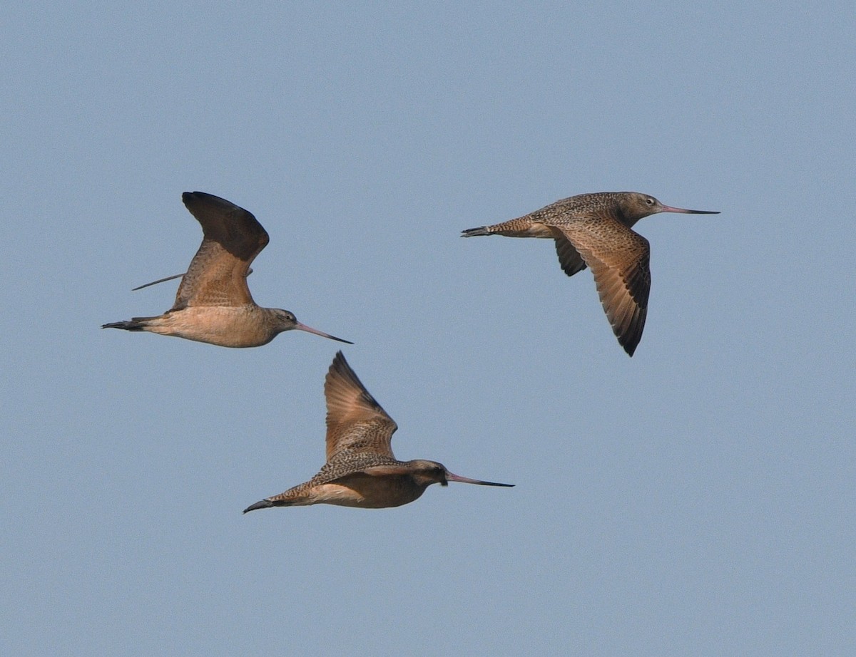 Marbled Godwit - ML644681351