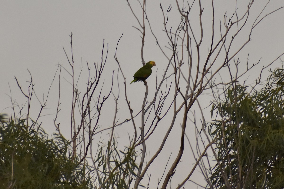 Yellow-headed Amazon - ML644681352