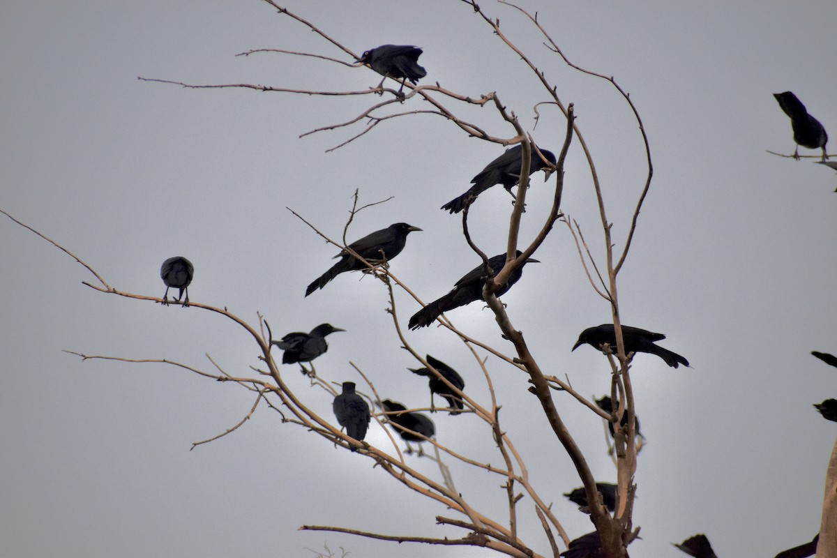 Great-tailed Grackle - ML644681354