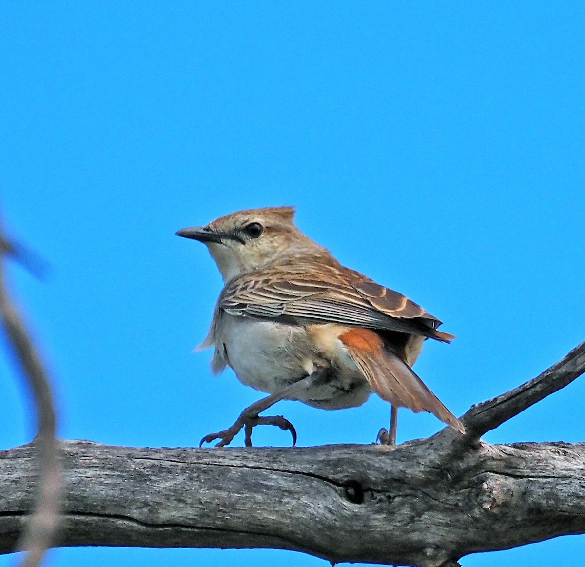 Yerbera de Mathews - ML644681355