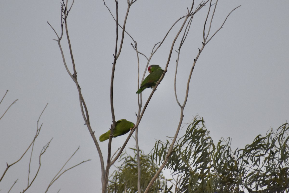 Red-crowned Amazon - ML644681356
