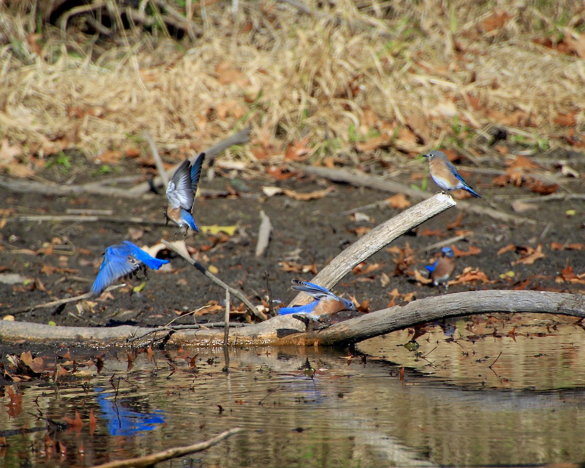 Eastern Bluebird - ML644681357