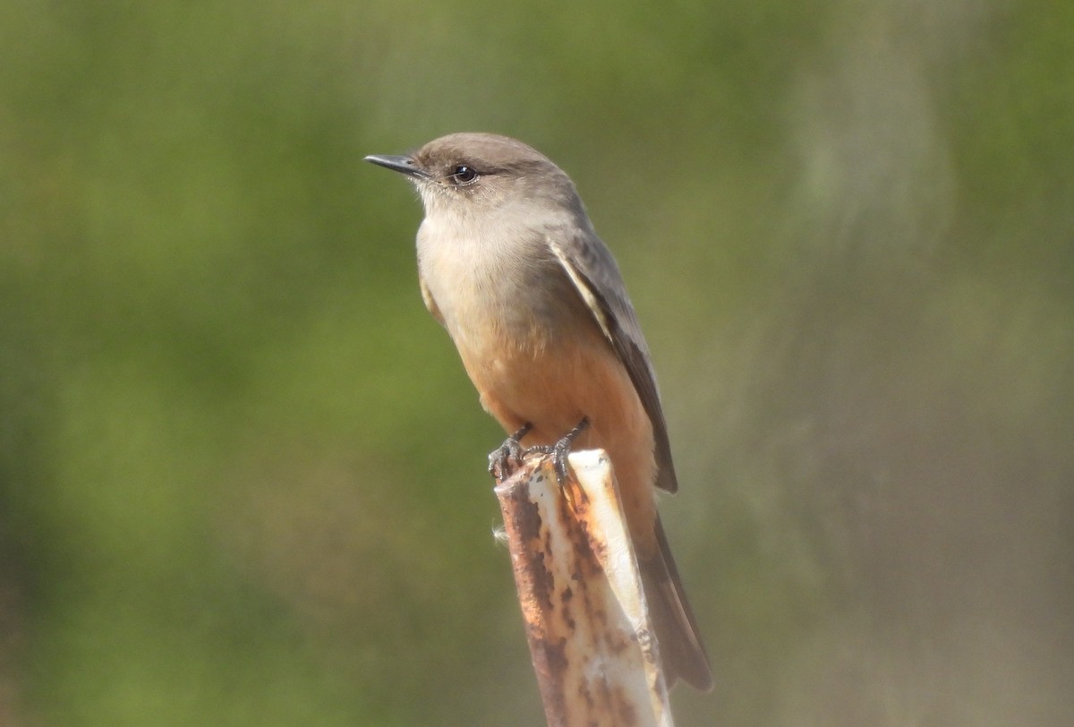 Say's Phoebe - ML644681358