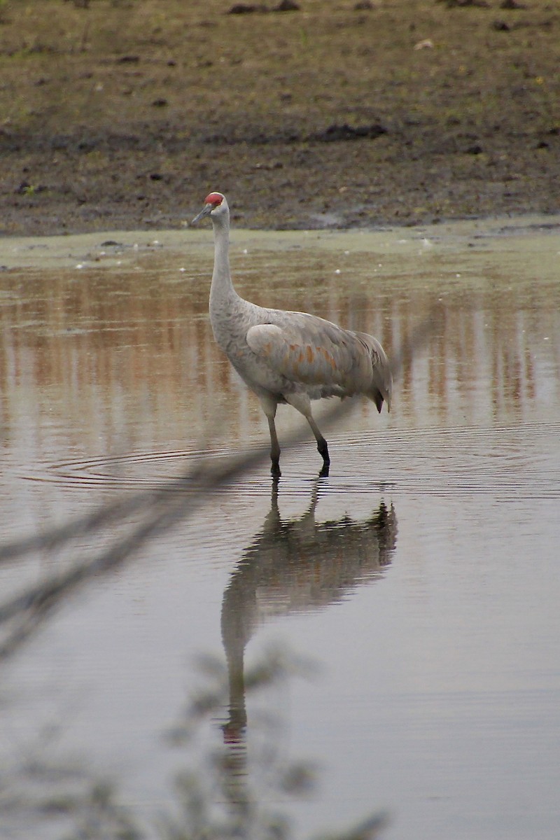 Sandhill Crane - ML644681360
