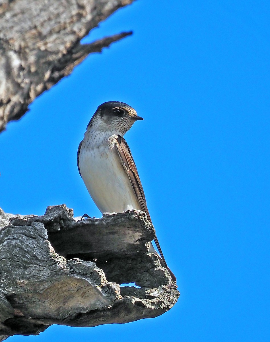 Golondrina Arborícola - ML644681361