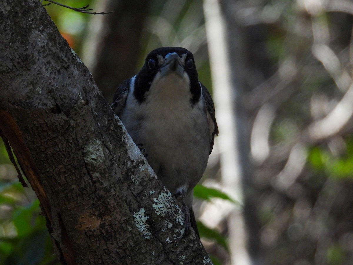 Gray Butcherbird - ML644681362