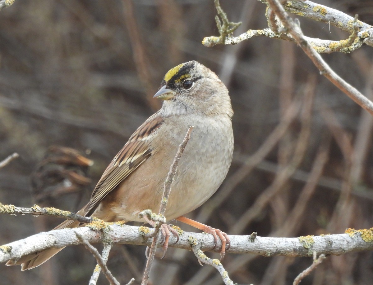 Golden-crowned Sparrow - ML644681363