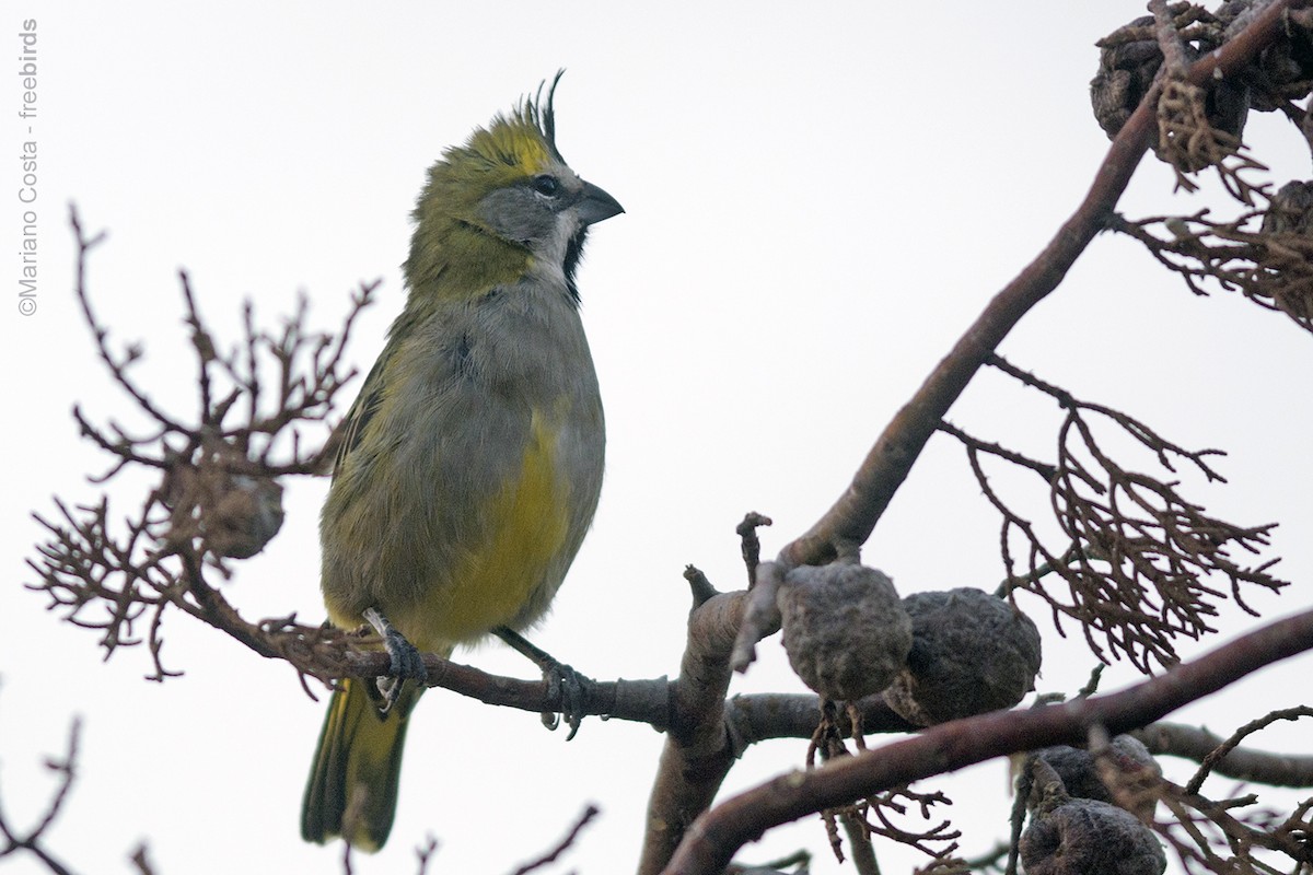 Yellow Cardinal - ML644681364