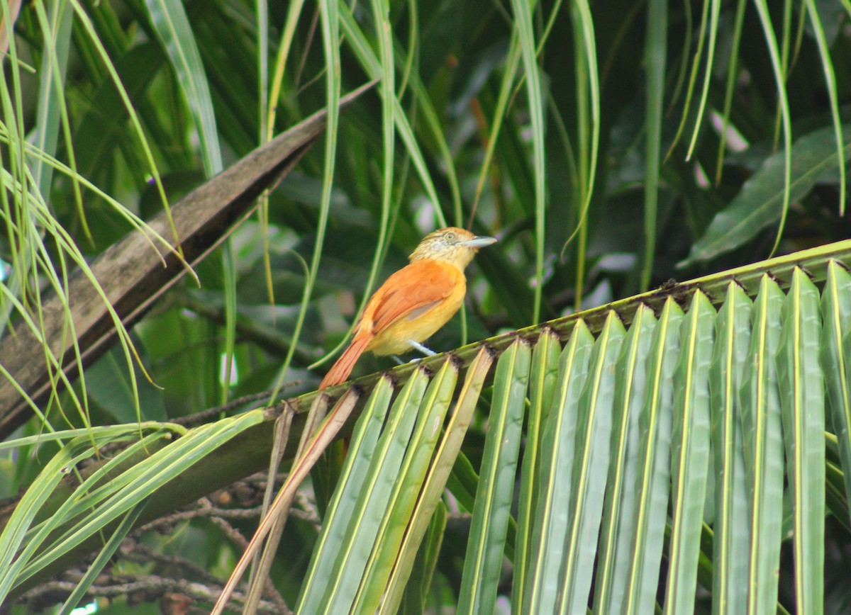 Batará Barrado - ML644681373