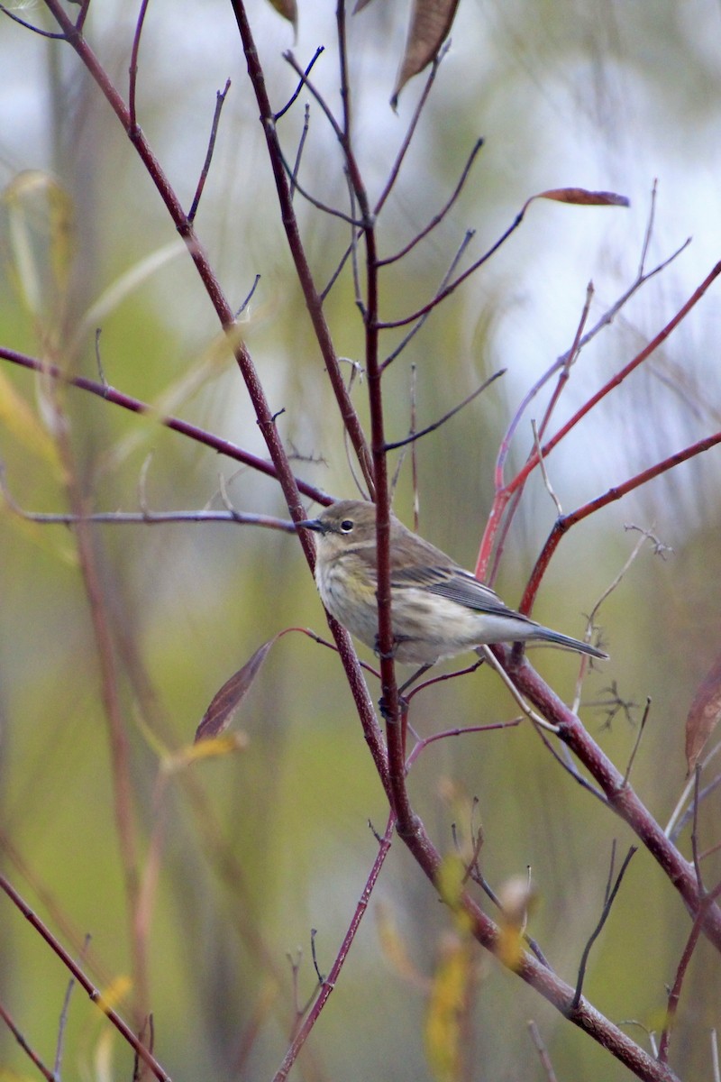 Yellow-rumped Warbler - ML644681375