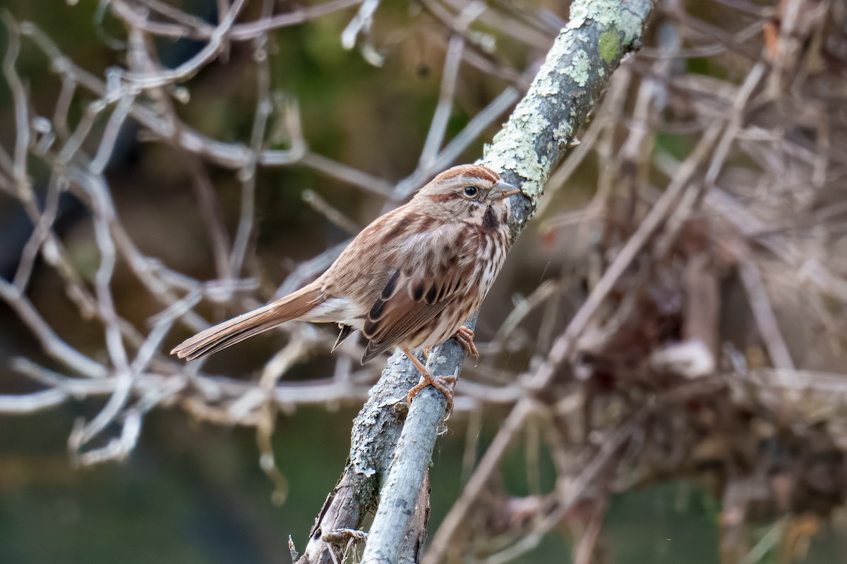 Song Sparrow - ML644681376