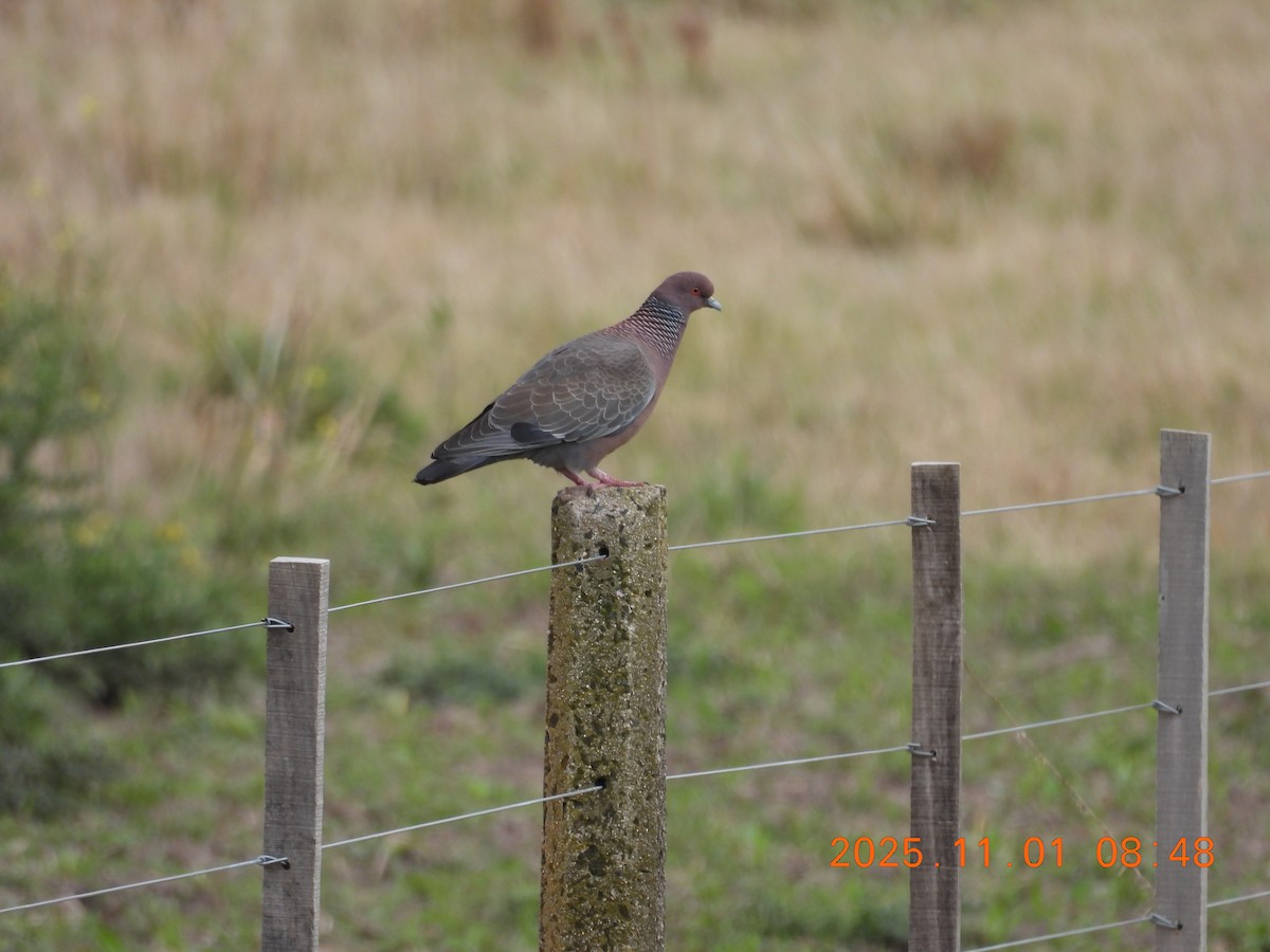 Темнохвостый голубь - ML644681384