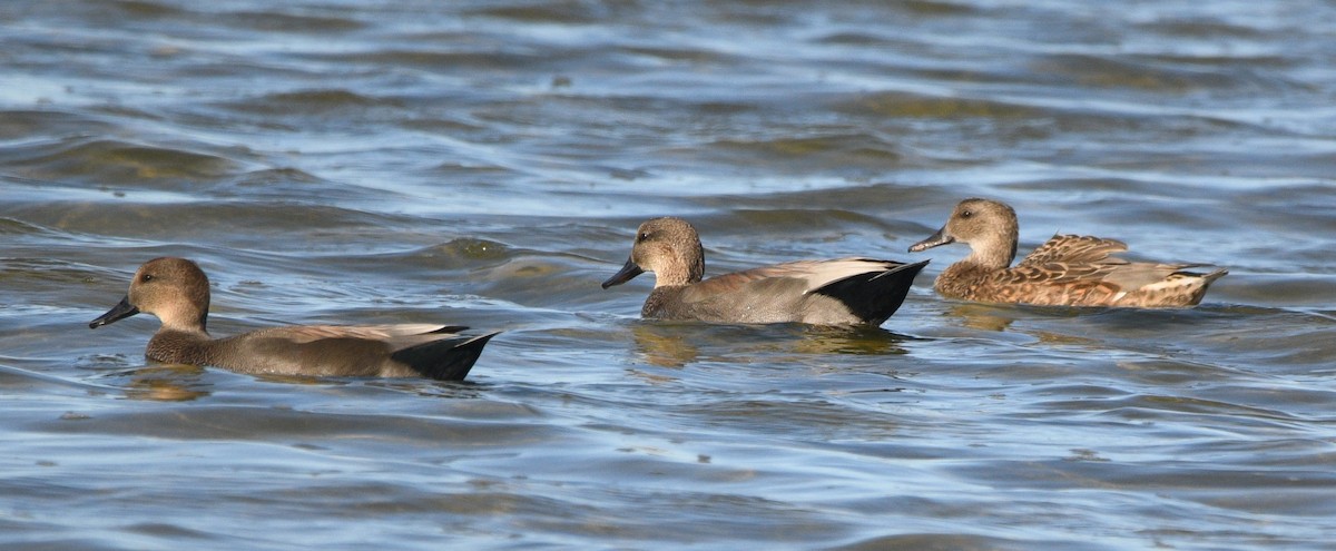 Boz Ördek - ML644681386