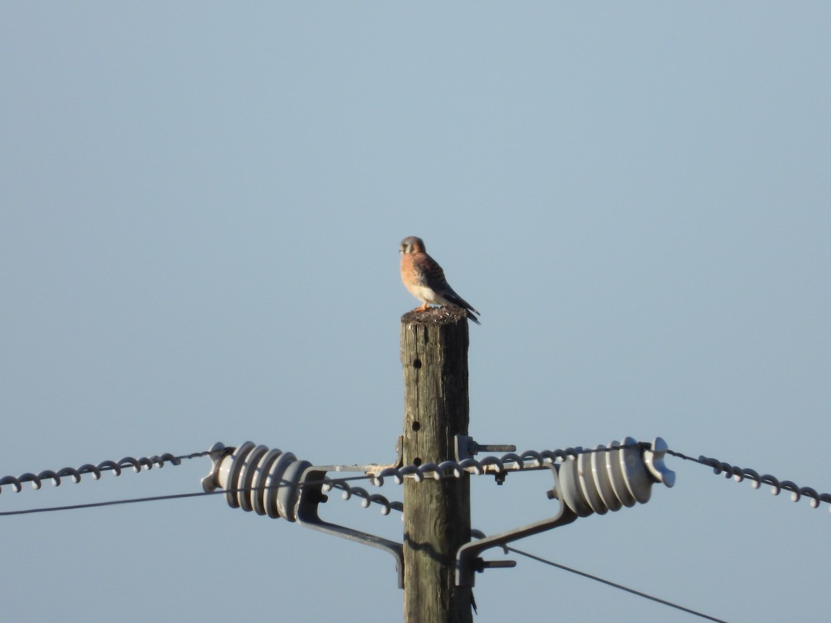 American Kestrel - ML644681387