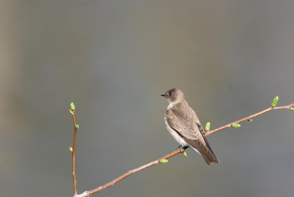 Uhalde-enara arrunta - ML644681389