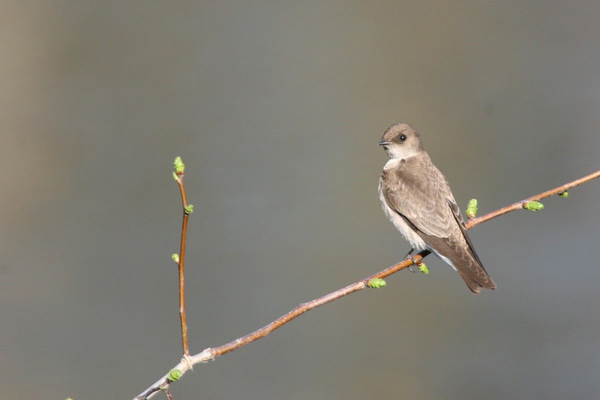 Uhalde-enara arrunta - ML644681390