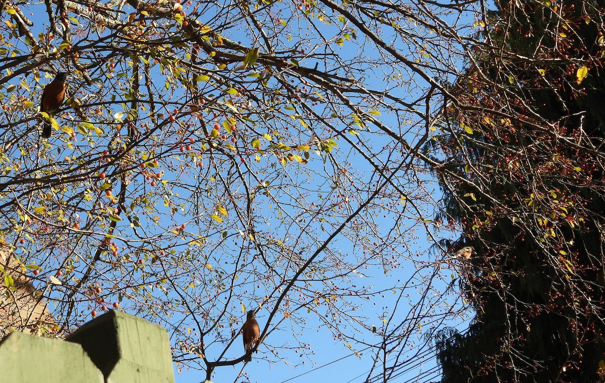 drozd stěhovavý - ML644681391