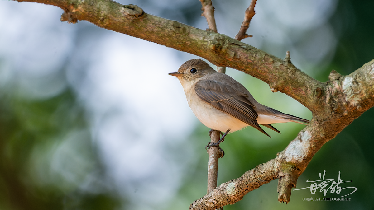 Малая мухоловка - ML644681392