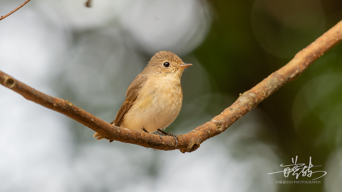 Red-breasted Flycatcher - ML644681393