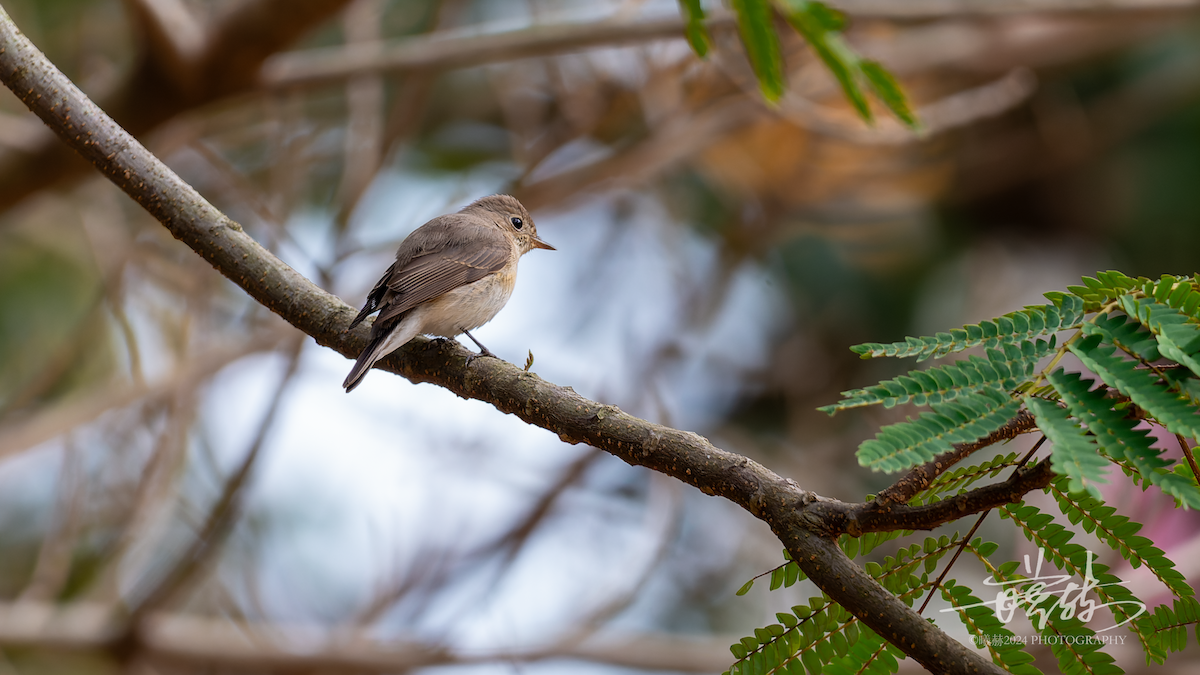 Red-breasted Flycatcher - ML644681394