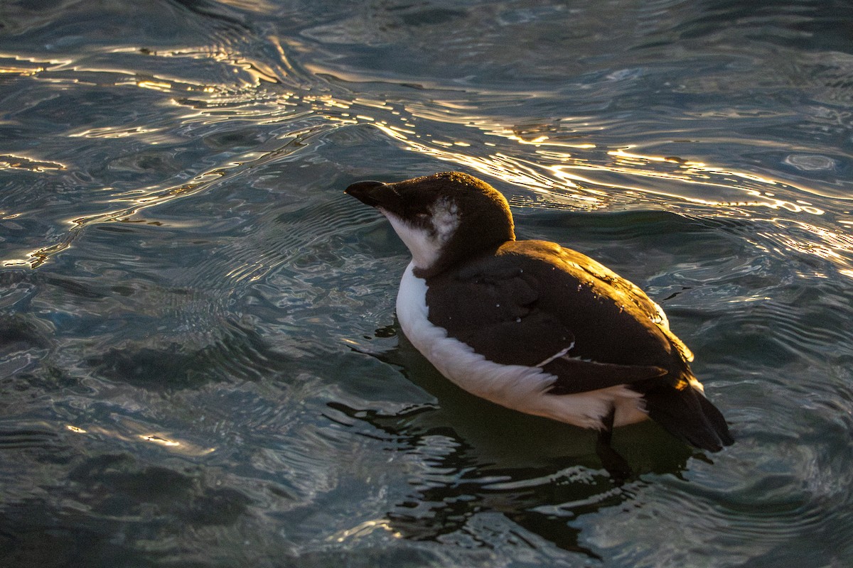 Razorbill - ML644681395