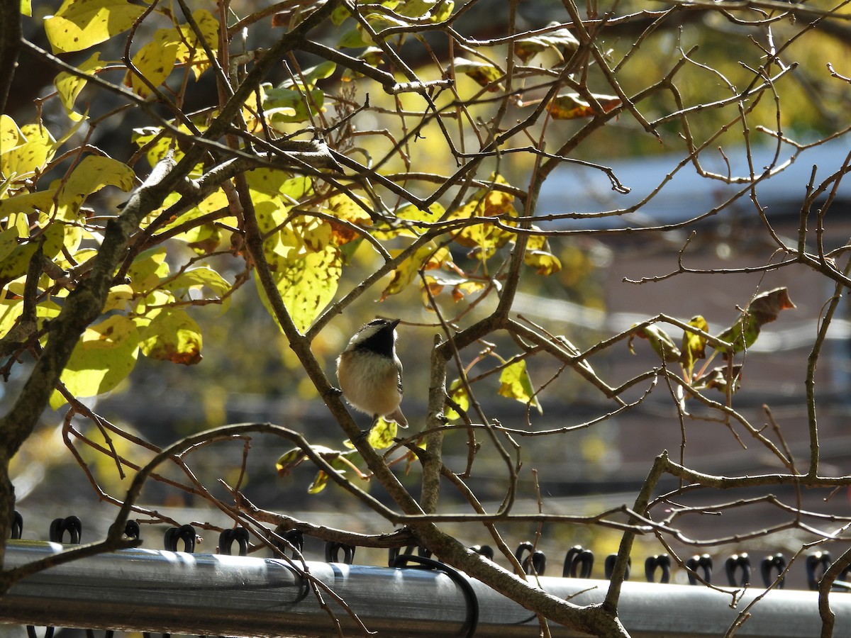 Black-capped Chickadee - ML644681397