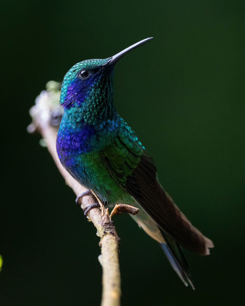 Mexican Violetear - ML644681398