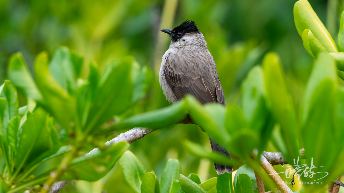 Sooty-headed Bulbul - ML644681400