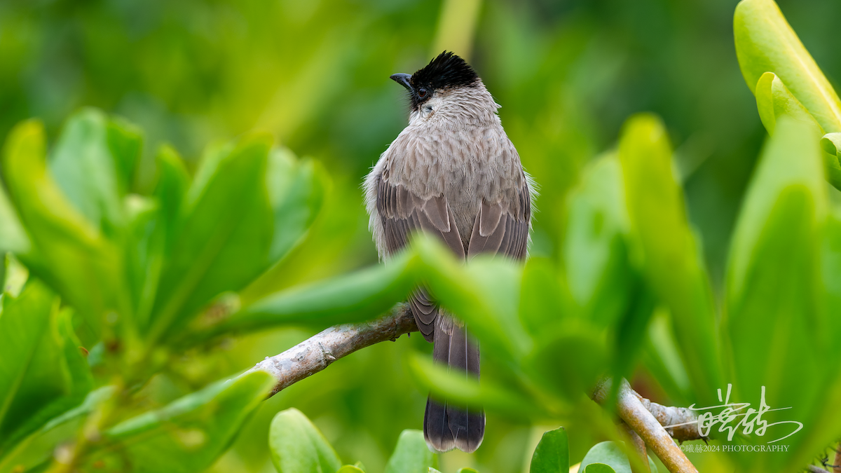 Sooty-headed Bulbul - ML644681401