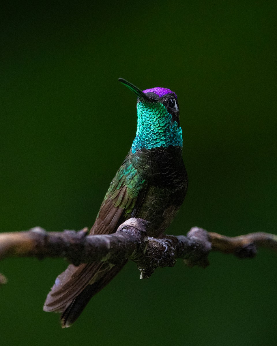 Rivoli's Hummingbird - ML644681402