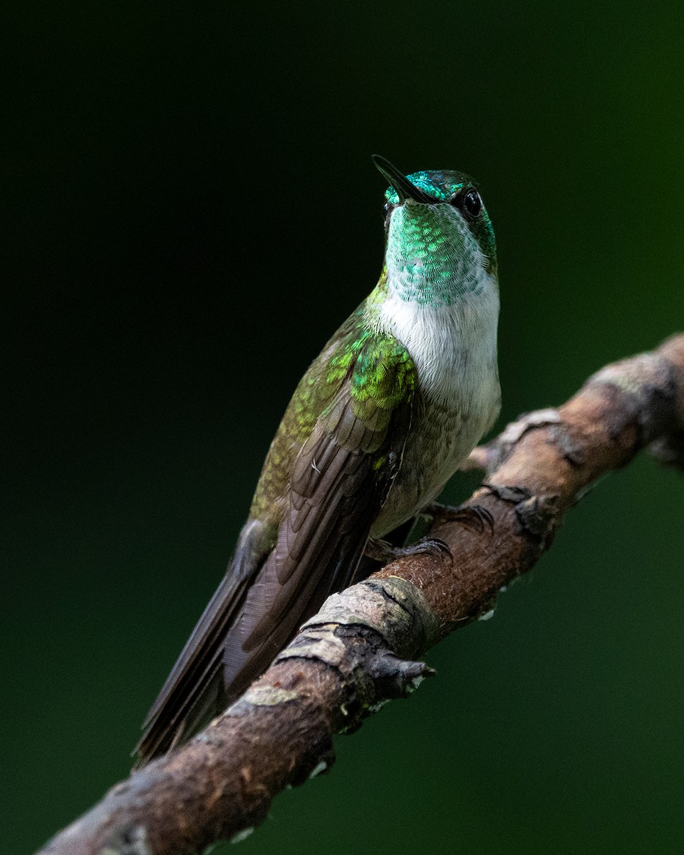 Green-throated Mountain-gem - ML644681403