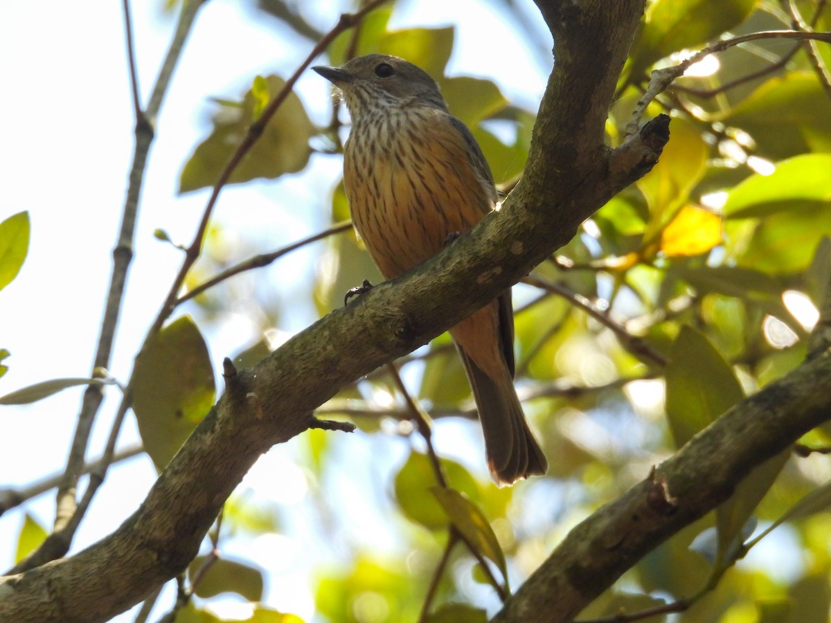Rufous Whistler - ML644681404
