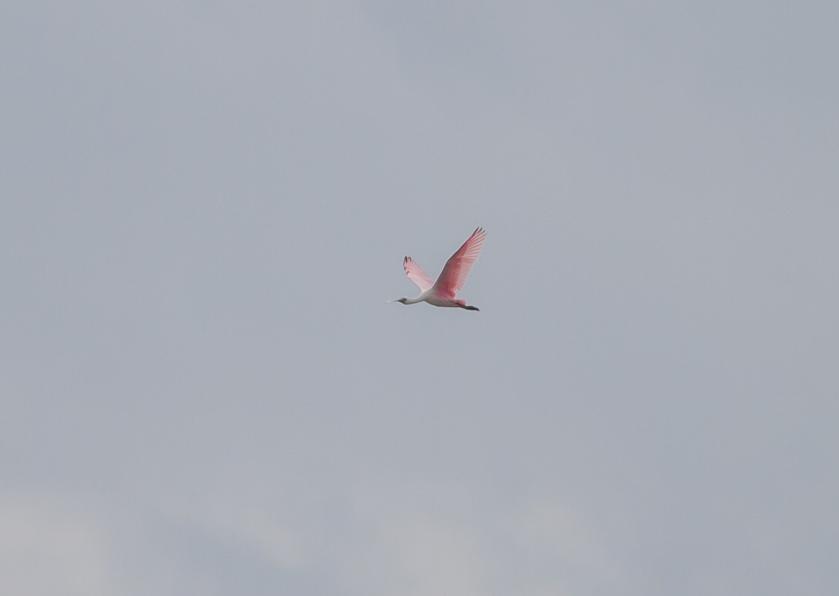 Roseate Spoonbill - ML644681406