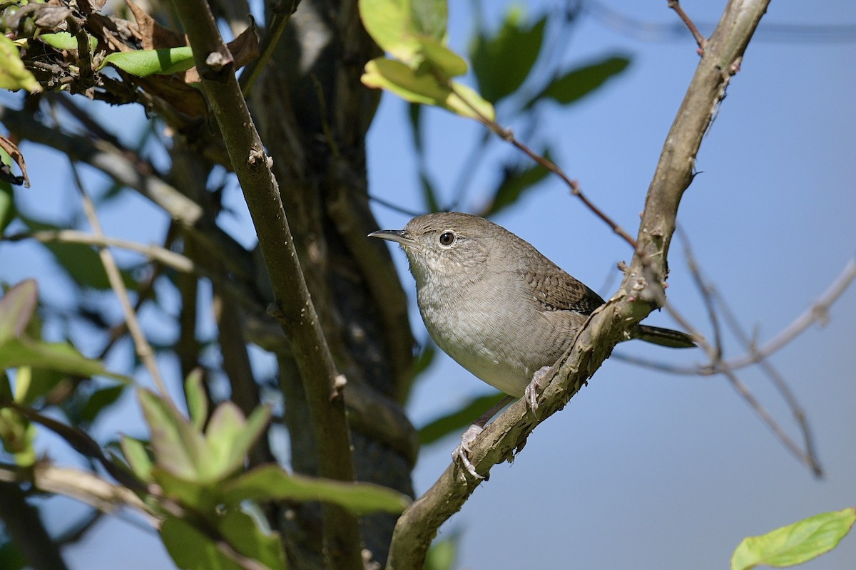 Northern House Wren - ML644681408