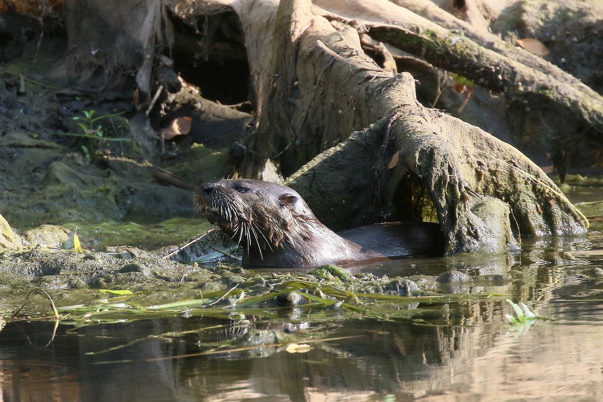 North American River Otter - ML644681410