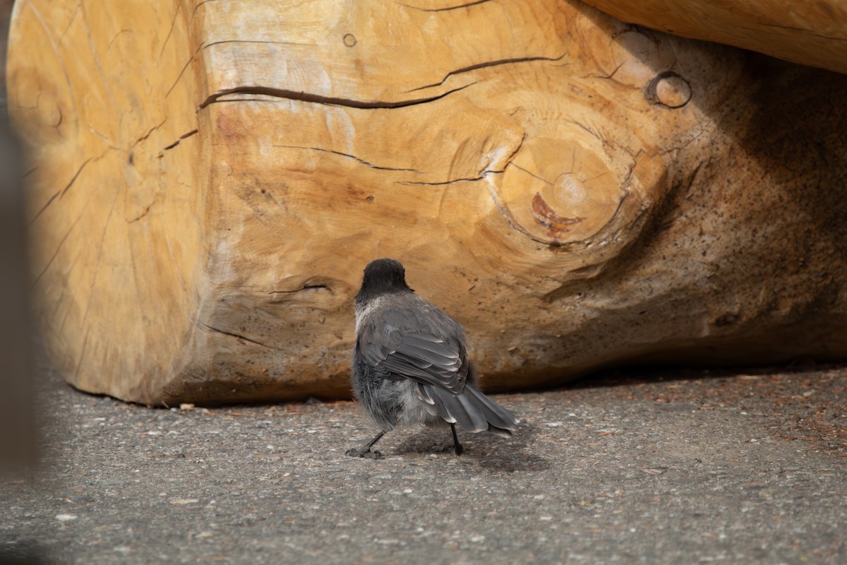 Canada Jay - ML644681411