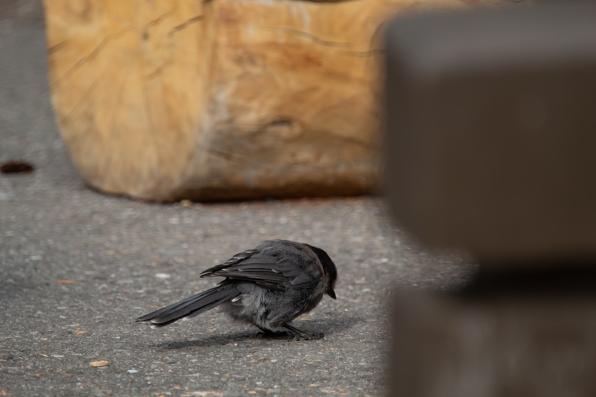 Canada Jay - ML644681412