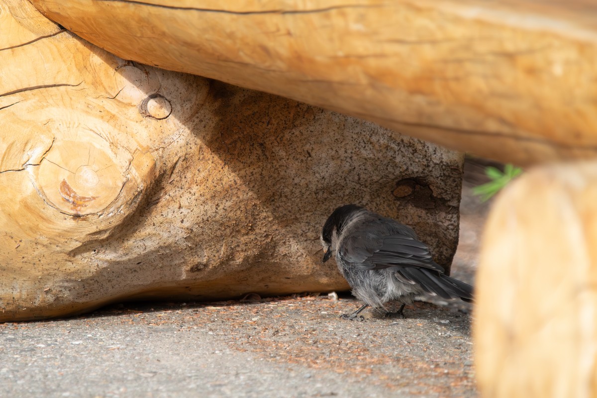Canada Jay - ML644681413