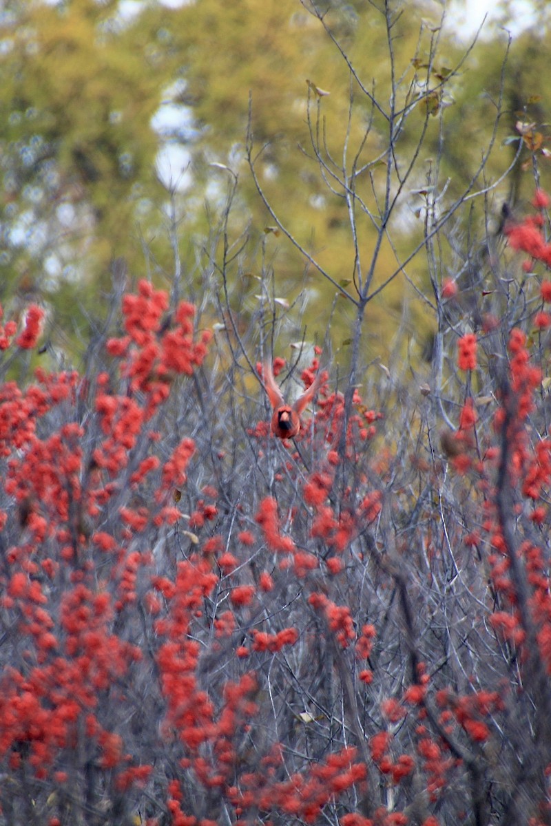 Northern Cardinal - ML644681414