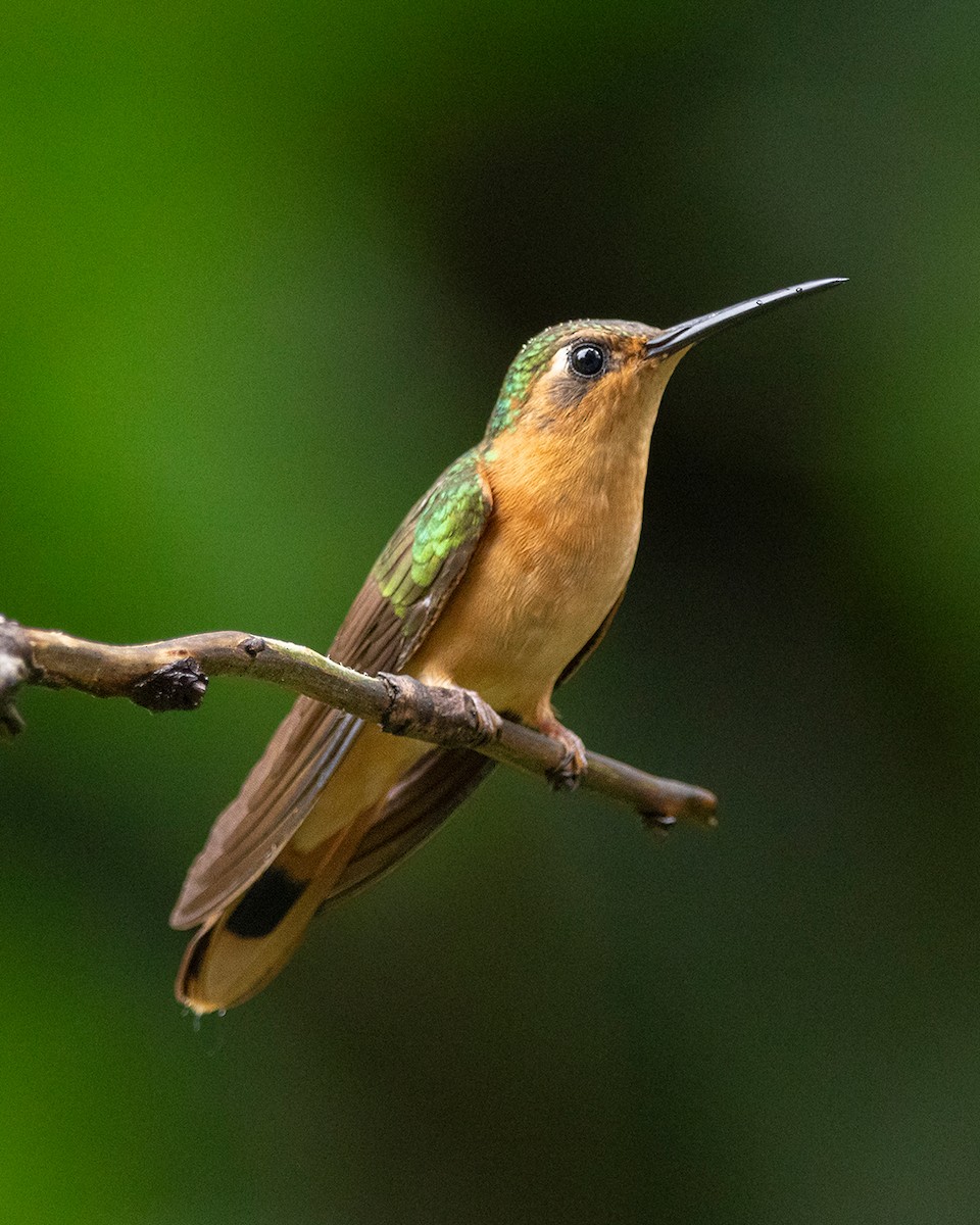 Rufous Sabrewing - ML644681415