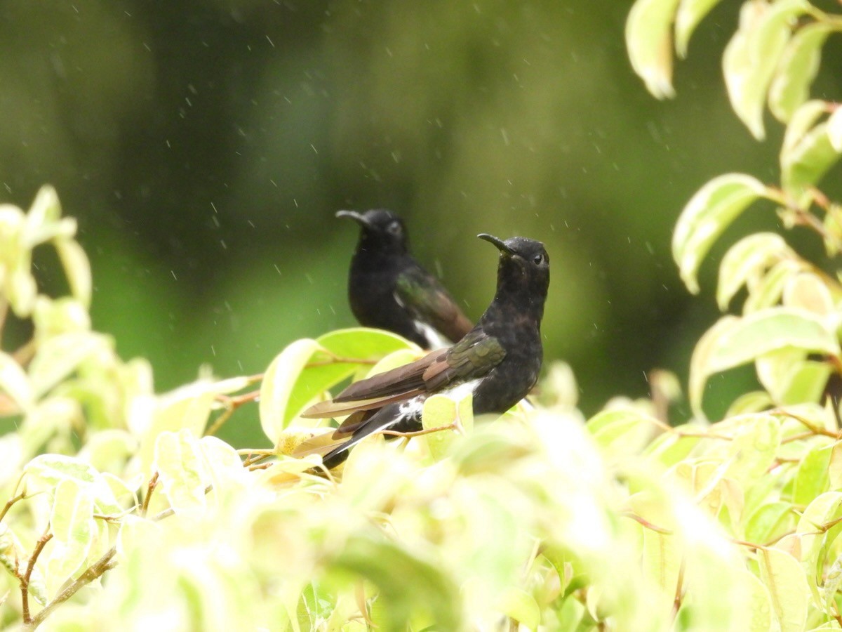 Black Jacobin - ML644681416