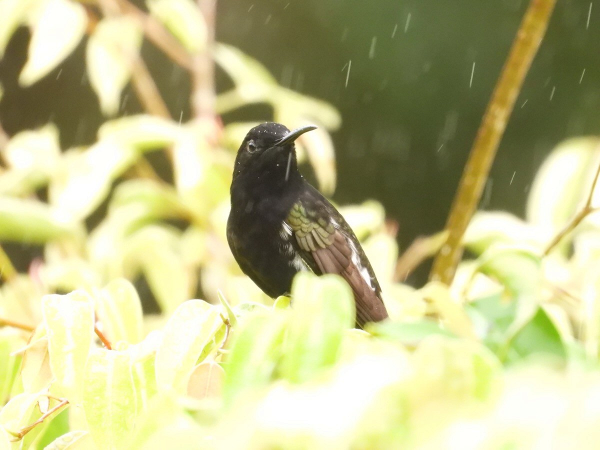 Black Jacobin - ML644681417