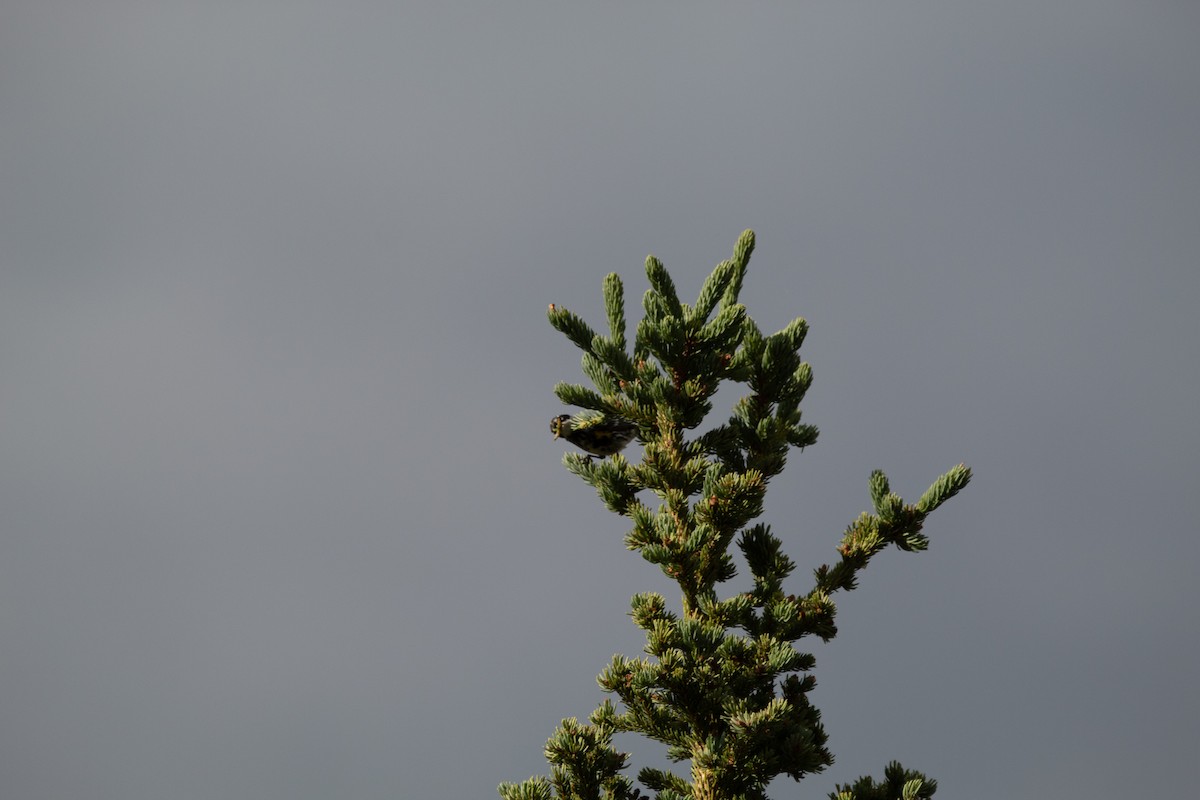 Yellow-rumped Warbler - ML644681419