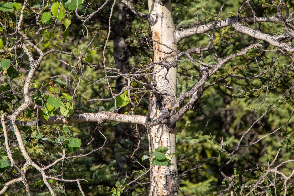 Yellow-rumped Warbler - ML644681420
