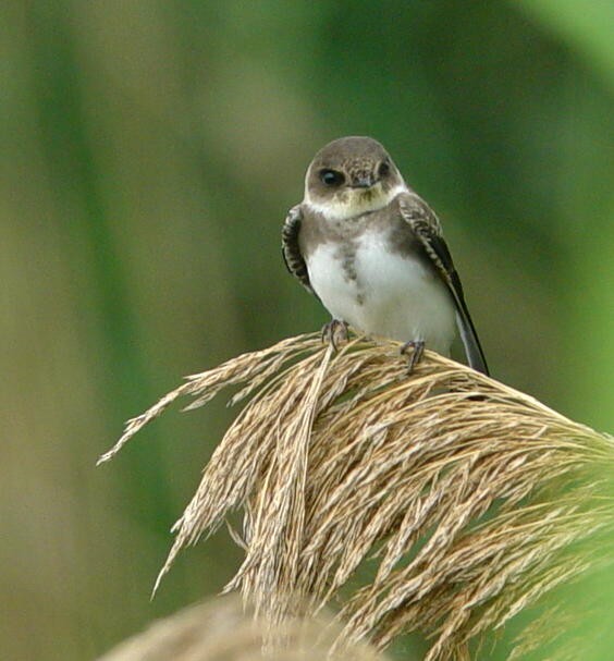 Bank Swallow - ML644681421