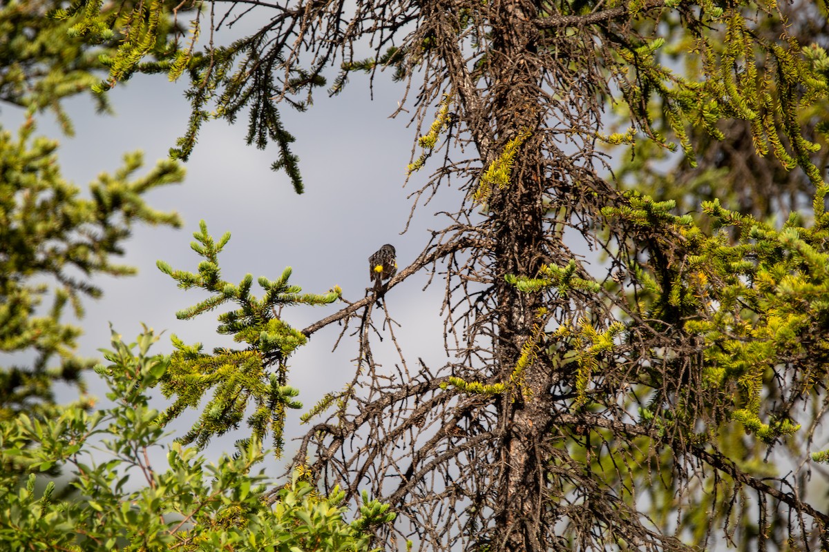 Yellow-rumped Warbler - ML644681422