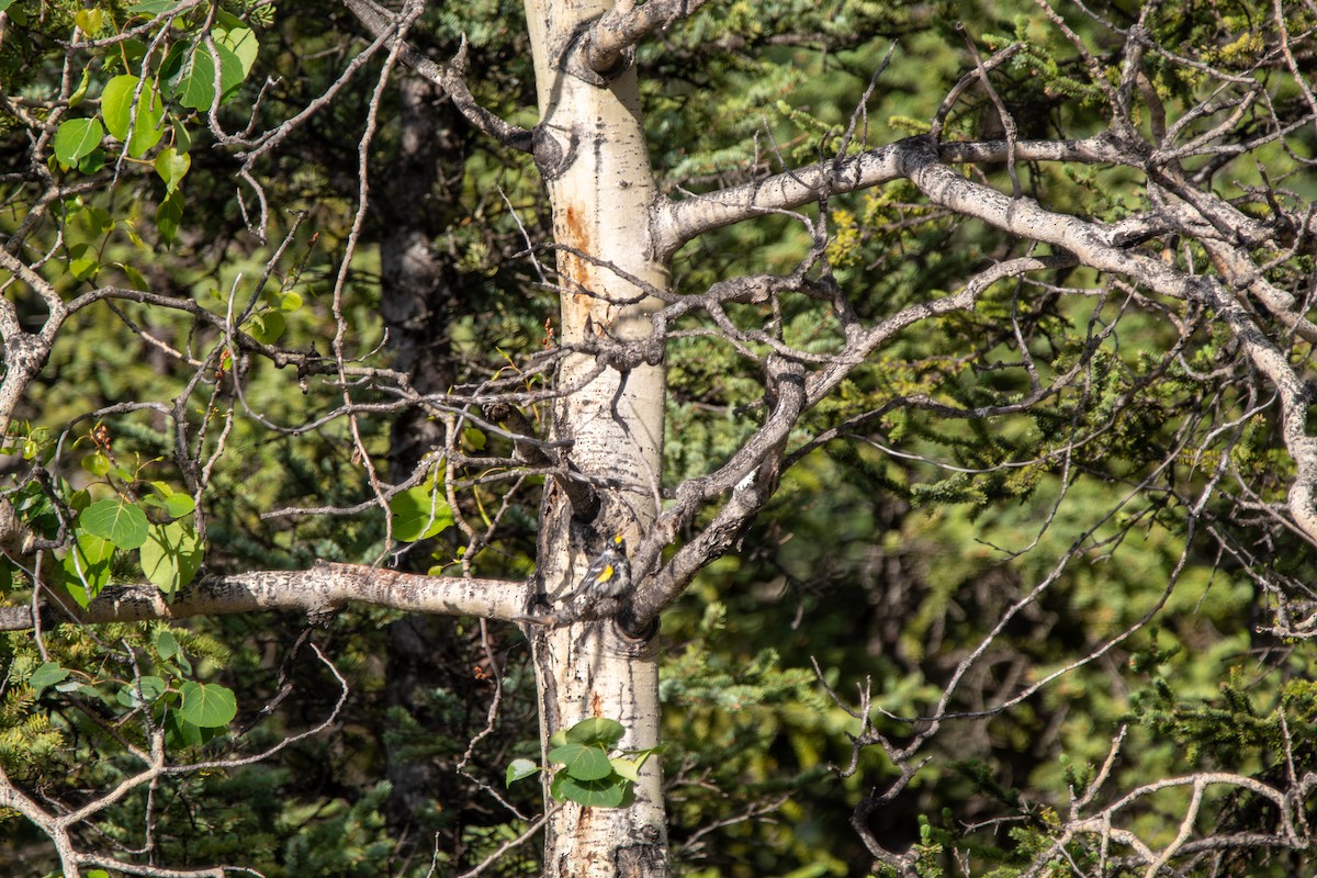 Yellow-rumped Warbler - ML644681423