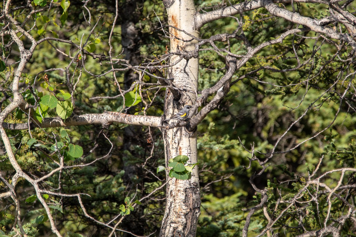 Yellow-rumped Warbler - ML644681424