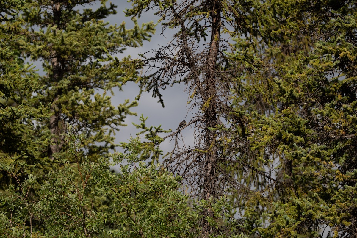 Yellow-rumped Warbler - ML644681425